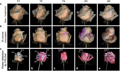 Development of a longevity prediction model for cut roses using hyperspectral imaging and a convolutional neural network